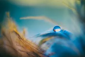 droplet, feathers, blue, orange, feather, colorful, still, peaceful, mood, resting, tranquil, balance, feather, peaceful, peaceful, peaceful, peaceful, balance, balance, balance, balance, balance